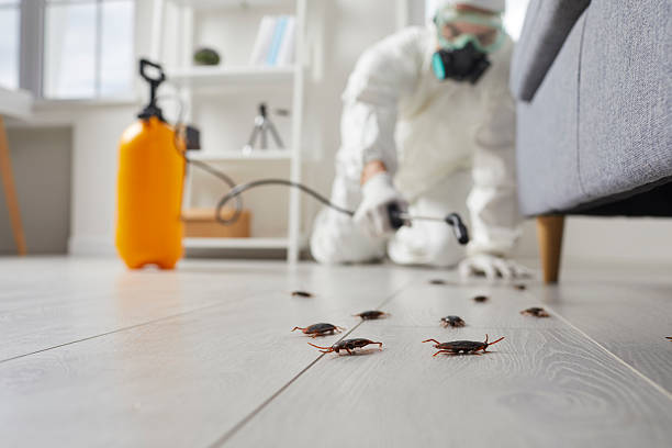 Post-Treatment Bed Bug Interceptor Monitoring in Creedmoor